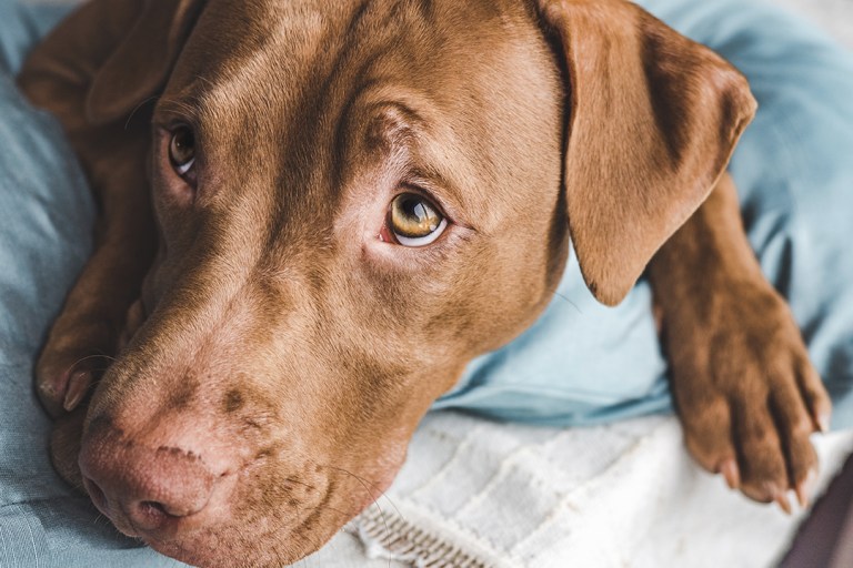 La météo peut affecter votre animal plus que vous ne le pensez.