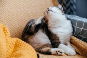 Un chat gris se gratte avec une patte alors qu'il est assis sur un fauteuil.