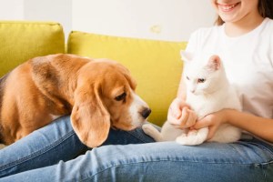 beagle et chat avec le propriétaire de l'animal