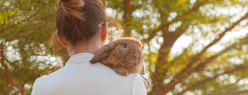 maladie hémorragique virale du lapin