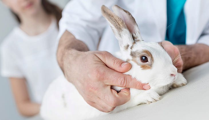 lapin en bonne santé