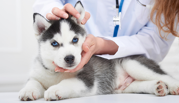 certificat de bonne santé chiot