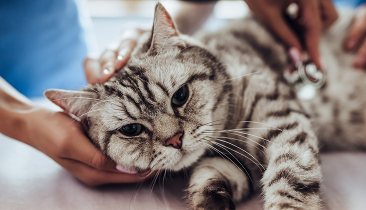 premier rendez vous veterinaire chaton