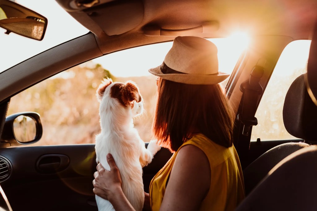 propriétaire de chien et d'animal regardant par la fenêtre de la voiture