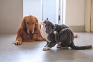 Principaux parasites et risques pour la santé des chiens et des chats