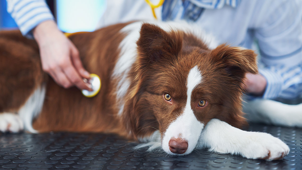 Questions relatives à la santé des animaux