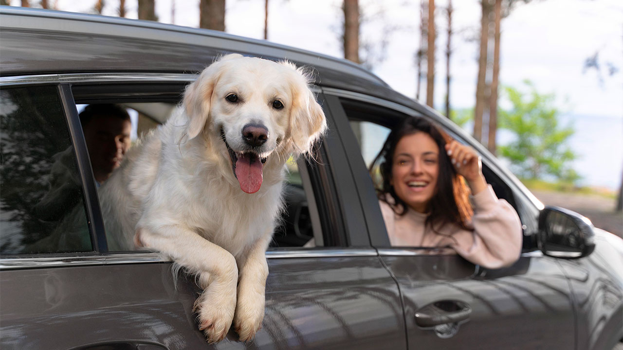 Conseils pour voyager avec des animaux de compagnie