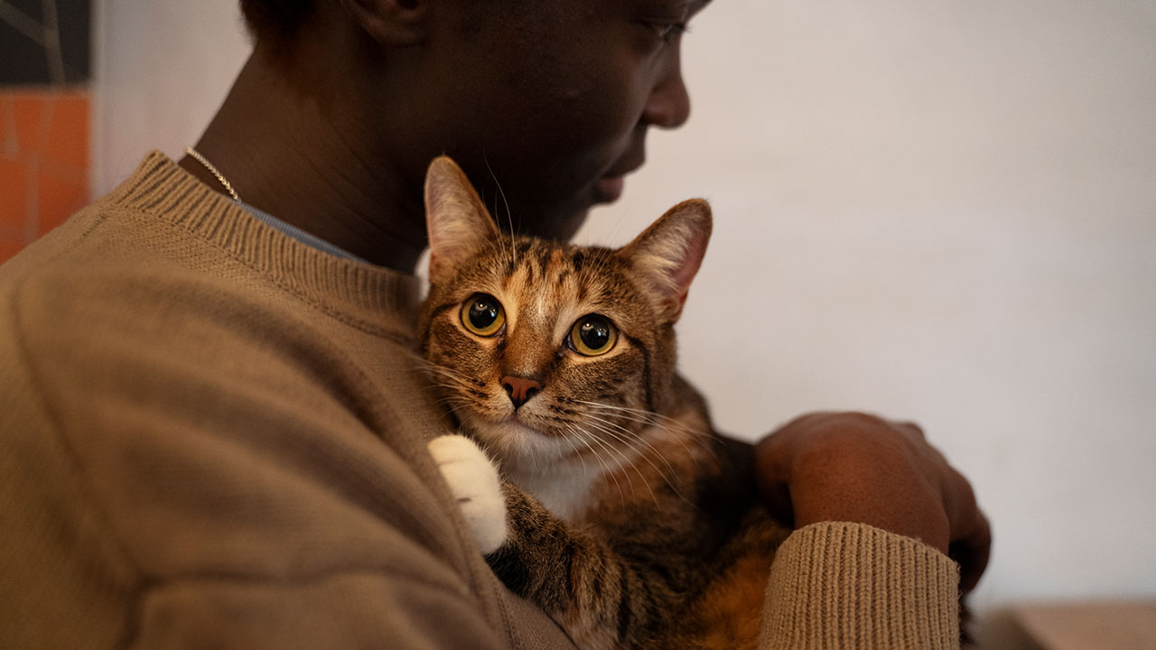 Conseils pour la sécurité des animaux