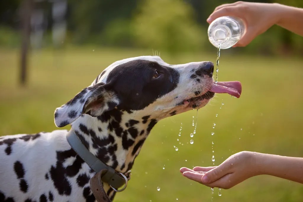 Hausse des températures et stress thermique chez les animaux de compagnie